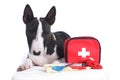 Miniature bullterrier puppy with first aid kit Royalty Free Stock Photo