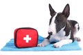 Miniature bullterrier puppy with first aid kit Royalty Free Stock Photo