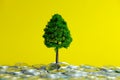 Miniature business concept - financial investment, growing money tree on coin stack on yellow background Royalty Free Stock Photo