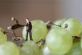 Miniature of a businessman on the grapes