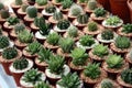 Miniature cacti Royalty Free Stock Photo