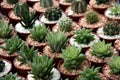 Miniature cacti Royalty Free Stock Photo