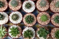 Miniature cacti Royalty Free Stock Photo