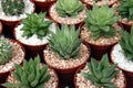 Miniature cacti Royalty Free Stock Photo