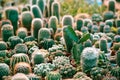Miniature cactus pot decorate in the garden - various types beautiful cactus market or cactus farm indoor microgreen home