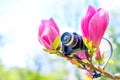 Miniature Camera Amongst Pink Magnolia Blossoms