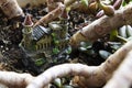 Miniature castle in a jade plant pot. Royalty Free Stock Photo