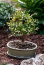 Miniature Chinese elm Ulmus parvifolia bonsai tree in summer garden