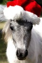 Miniature Christmas Horse