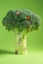 Miniature climber is lifting up another climber on a broccoli