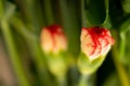 Miniature closeup flowers on blur background