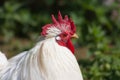 Miniature Cochin China (Gallus gallus domesticus).