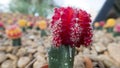 Miniature colourful cactus with selective focus.