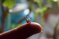 Miniature origami bird on the finger.