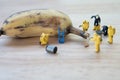 Miniature crime scene investigator with rotten bananas Royalty Free Stock Photo