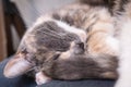 Miniature, cute cat sleeps on a pillow, on a blurred background.