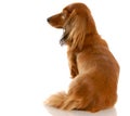 Miniature dachshund Royalty Free Stock Photo