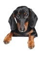 Miniature dachshund