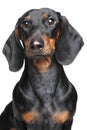 Miniature dachshund