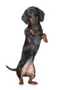 Miniature dachshund