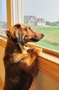 Miniature Dachshund Looking out a Window Royalty Free Stock Photo