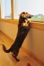 Miniature Dachshund Looking out a Window Royalty Free Stock Photo