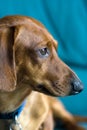 Miniature Dachshund Portrait