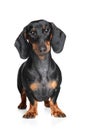 Miniature dachshund Royalty Free Stock Photo