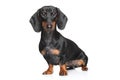 Miniature dachshund Royalty Free Stock Photo