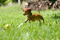 Miniature Dachshund pouncing on toy Royalty Free Stock Photo