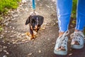 Miniature Dachshund puppy dog with a short haired black and tan fur walking on a blue lead next to a lady in skinny blue jeans Royalty Free Stock Photo