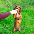 Miniature dachshund puppy with its owner. A young energetic dog is running around for a walk.