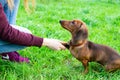 Miniature dachshund puppy with its owner. A young energetic dog is running around for a walk.