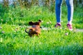 Miniature dachshund puppy with its owner. A young energetic dog is running around for a walk.