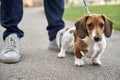 Miniature Dachshund with owner