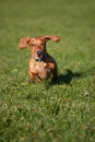 Miniature Dachshund on the run