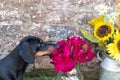 Miniature dachshund sniffing red flowers Royalty Free Stock Photo