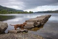 Miniature Dachshund standing on a Pier Royalty Free Stock Photo
