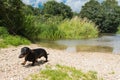 Miniature dachshund walking away from river