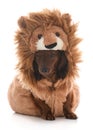 Miniature dachshund wearing lion costume Royalty Free Stock Photo