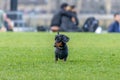 Miniature Dachsund playing in the grass Royalty Free Stock Photo