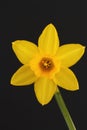 Miniature daffodil Royalty Free Stock Photo