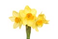 Miniature Daffodil flowers Royalty Free Stock Photo