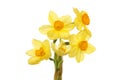 Miniature Daffodil flowers Royalty Free Stock Photo