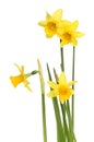 Miniature daffodils Royalty Free Stock Photo