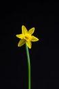 Miniature Daffodils Royalty Free Stock Photo