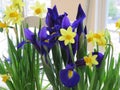 Miniature daffodils and purple irises take center stage on a bright and sunny Easter morning.