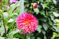 Miniature dahlia variety Park Record . in the Butchart Garden Royalty Free Stock Photo