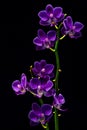 Miniature dark purple phalaenopsis blume orchids with black background 