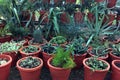 Miniature desert succulent cactus Plants